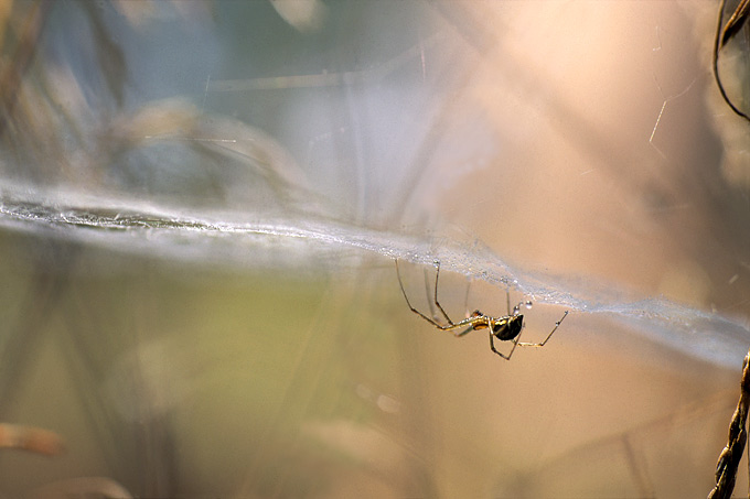 herfsthangmatspin (linyphiidae sp)
