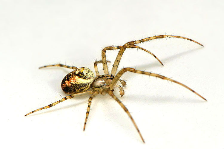 herfstspin (meta segmentata) 9-2012 9803