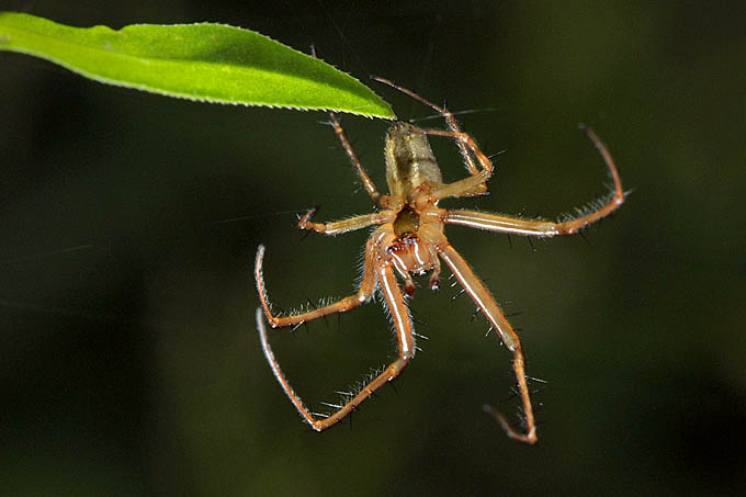 herfstspin (meta segmentata-male) 11-2011 1203