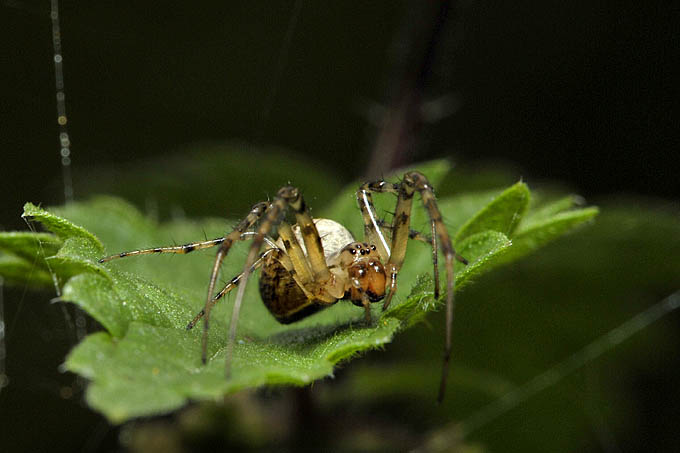 herfstspin (meta segmetata-female) 11-2011 1225