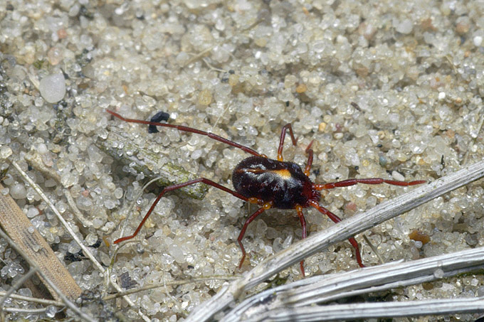 hooiwagen (opiliones sp)