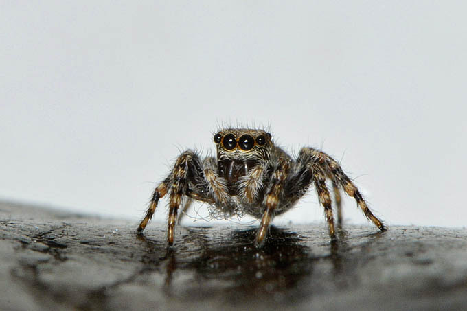 huisspringspin (euophrys lanigera) 11-2011 4599