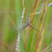 jonge wespspin (argiope bruennichi) 6-2014 9951