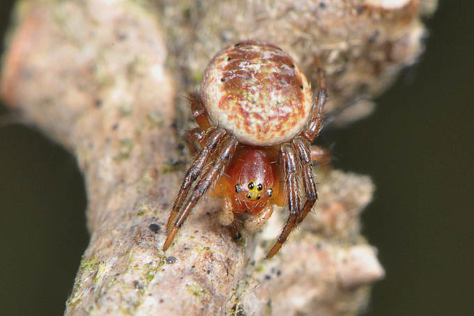 juveniele gewone komkommerspin (araniella cucurbitina) 3-2012 5265