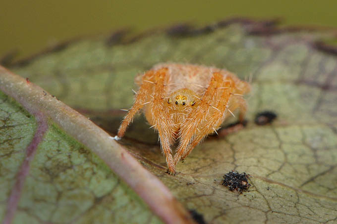 juveniele kruisspin (araneus diadematus) 3-2012 5315