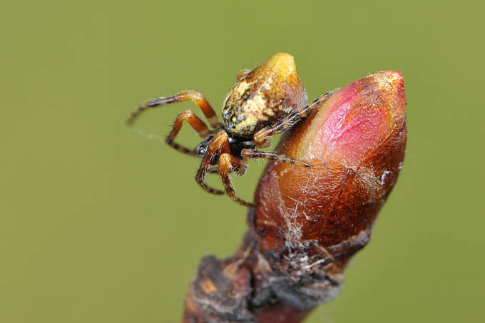 kegelspin (cyclosa conica) 3-2012 5285