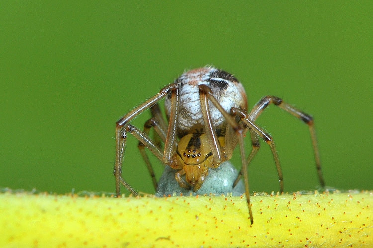 kleine wigwamspin (theridion sisyphium) 6-2012 9123