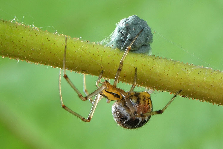 kleine wigwamspin (theridion sisyphium) 6-2012 9134