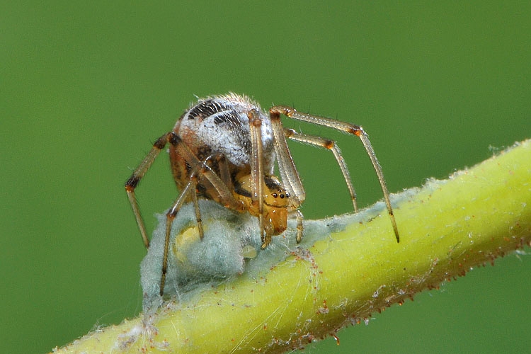 kleine wigwamspin (theridion sisyphium) 6-2012 9158