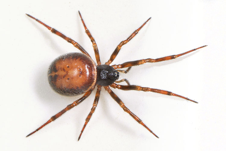 koffieboonspin (steatoda bipunctata) 7-2012 9398