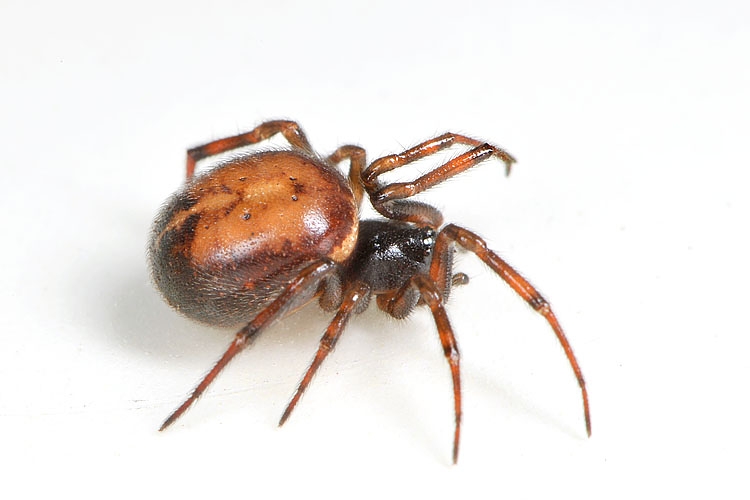 koffieboonspin (steatoda bipunctata) 7-2012 9418