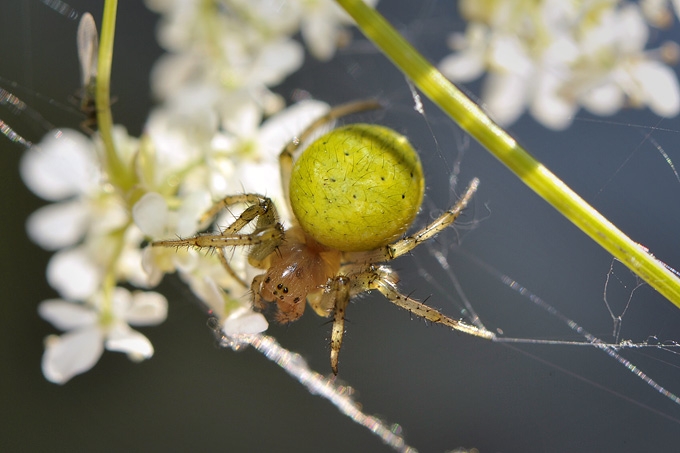 komkommerspin ( araniella cucurbitana)