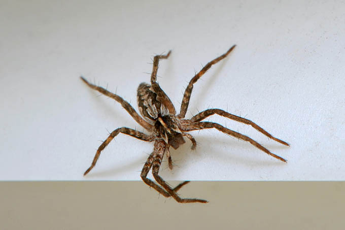 kraamwebspin (pisaura mirabilis) 12-2011 3596