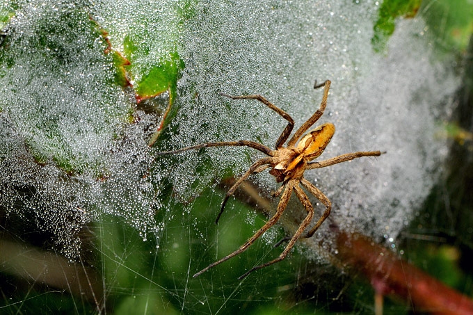 kraamwebspin (pisaura mirabilis)