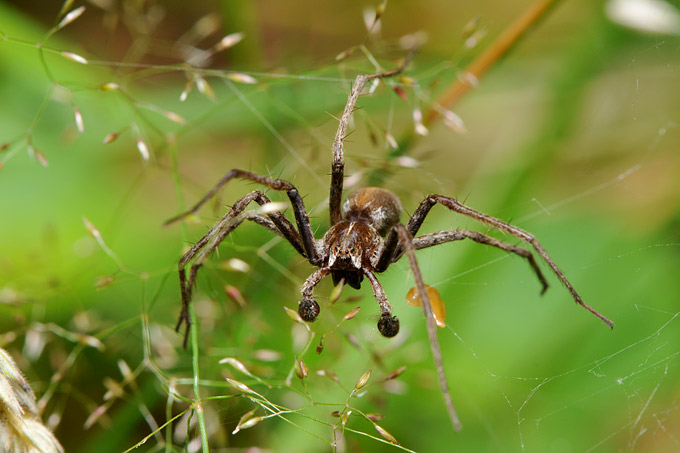kraamwebspin (pisaura mirabilis)