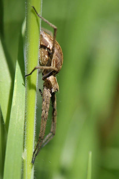 kraamwebspin (pisaura mirabilis)