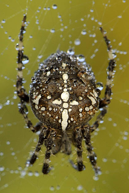 kruisspin (araneus diadematus) 11-2011 1387