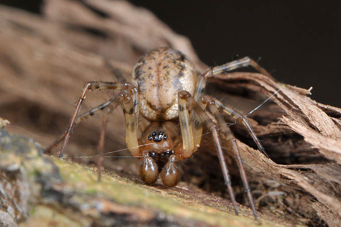 lentehangmatspin (Neriene montana) 3-2012 5239