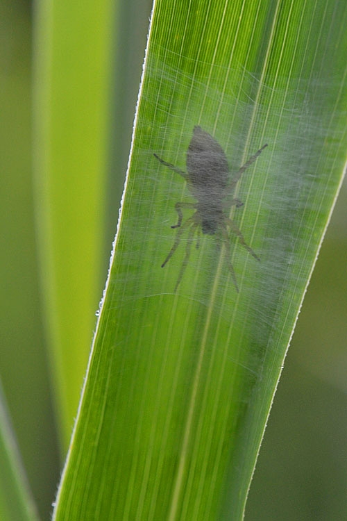 moeraszakspin (Clubiona stagnalis) 7-2012 9247