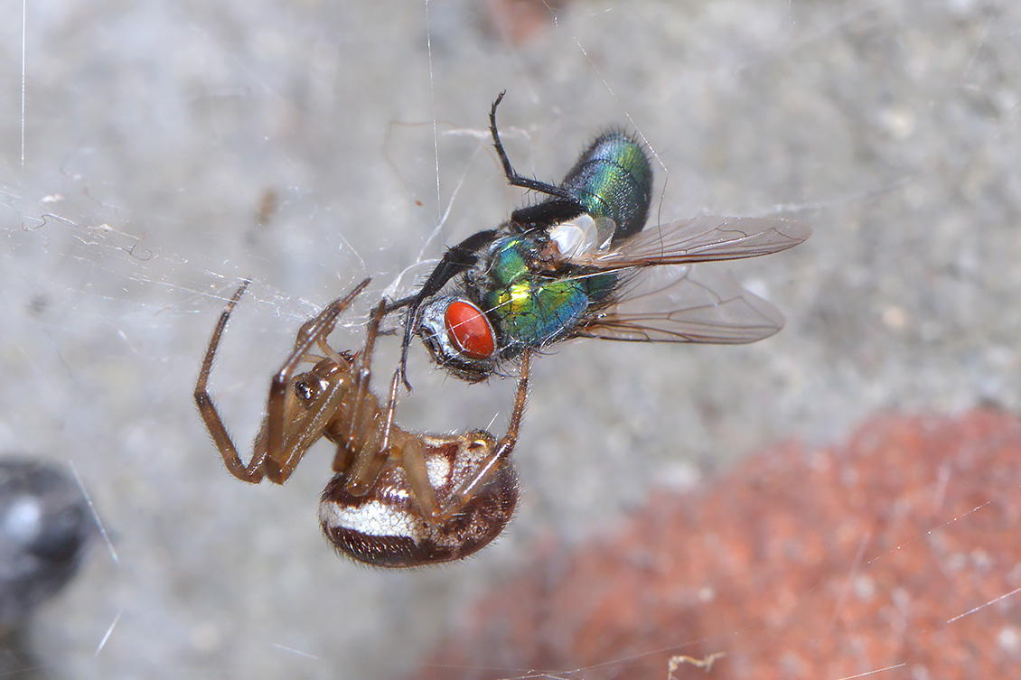 reuzensteatoda (Steatoda nobilis)  11-9 4014