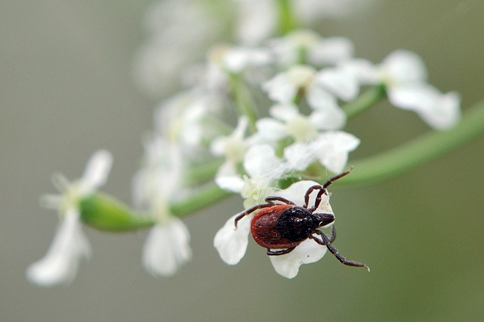 schapenteek (ixodes rizinus)