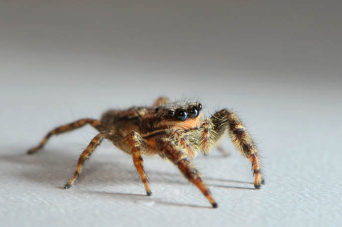 schorsmarpissa (marpissa muscosa fem.) 12-2011 3737