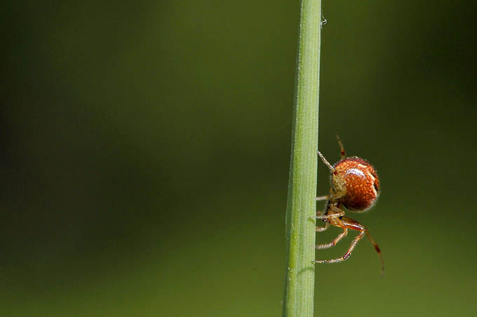 slanke kogelspin (anelosimus vittatus)