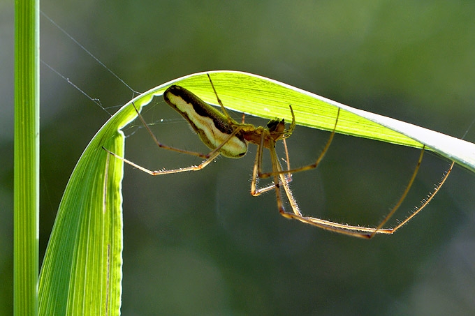 strekspin (tetragnatha sp)