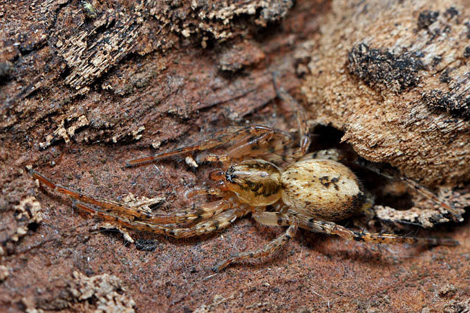 struikspin (anyphaena accentuata) 3-2012 5336