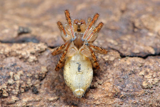 struikspin (anyphaena accentuata) 3-2012 5350