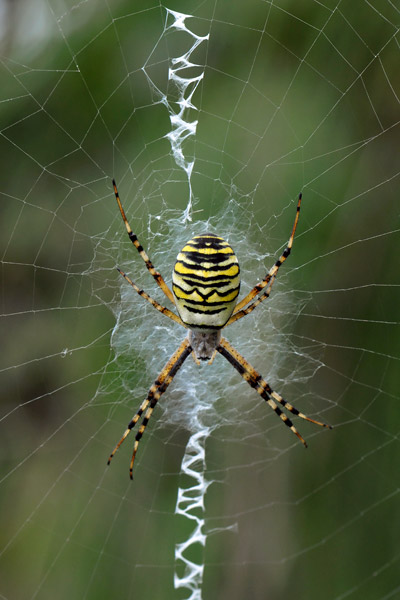 tijgerspin (argiope bruennichi)