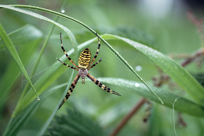 tijgerspin (argiope bruennichi)