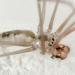 trilspin (pholcus phalangioides) 4-2012 2622