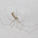trilspin (pholcus phalangioides) 4-2012 6685