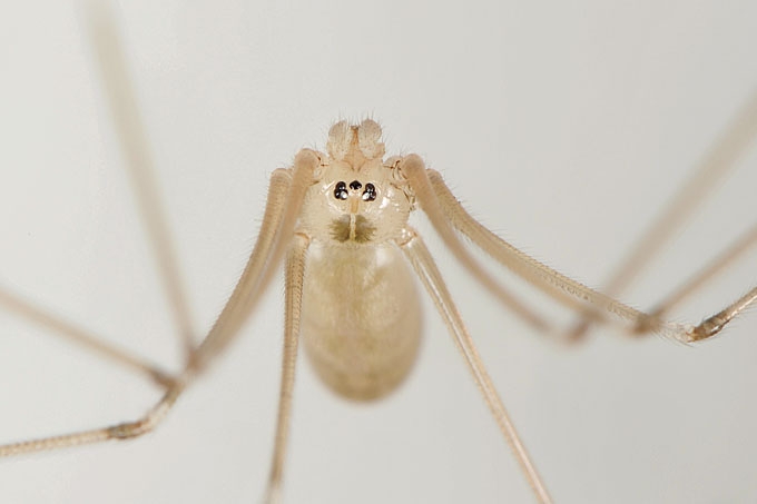 trilspin (pholcus phalangioides) 4-2012 6687