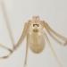 trilspin (pholcus phalangioides) 4-2012 6687