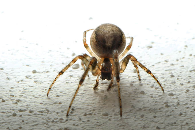 venstersectorspin (zygiella x-notata) 11-2011 2654