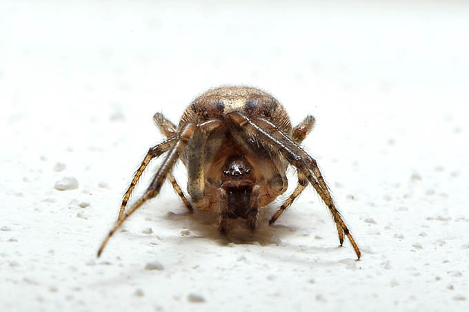 venstersectorspin (zygiella x-notata) 11-2011 2669