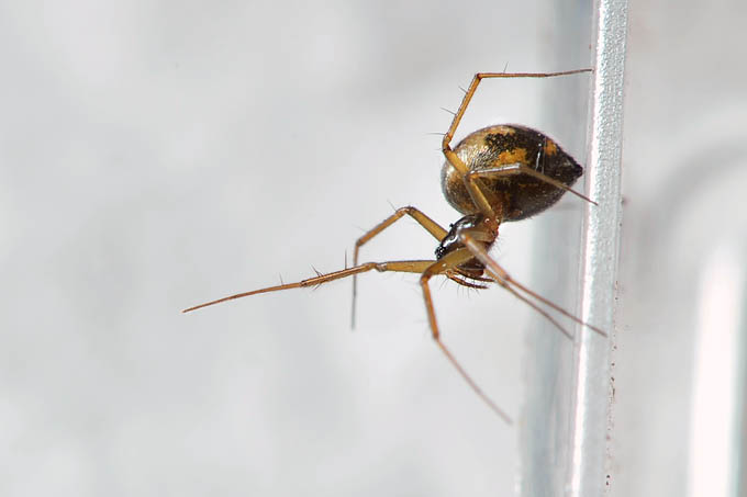 wevertje (bathyphantes sp.) 12-2012 3696