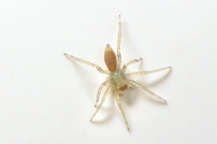 zakspin (clubiona sp.) 9-2012 9780
