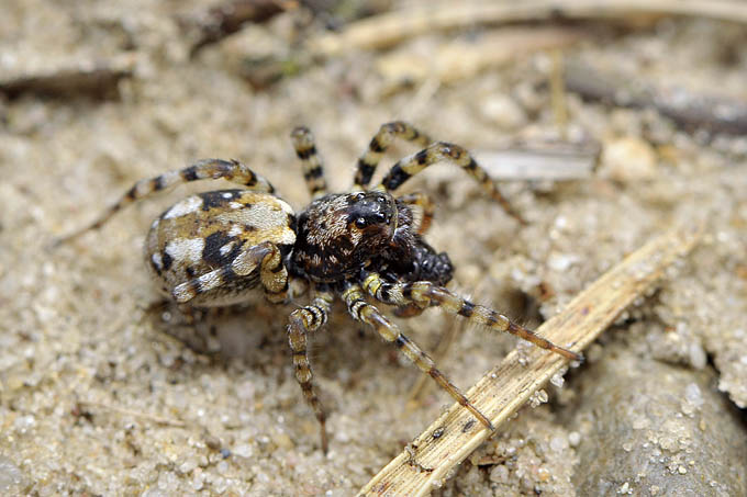 zandwolfspin (arctosa perita) 05-2010 3297