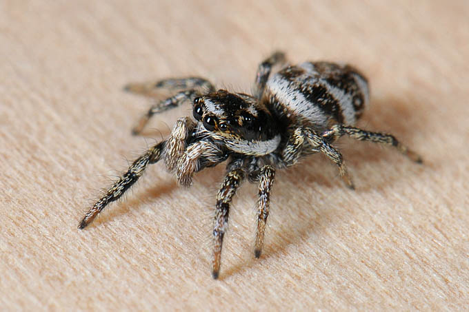 zebraspin (salticus scenicus) 3-2012 5554