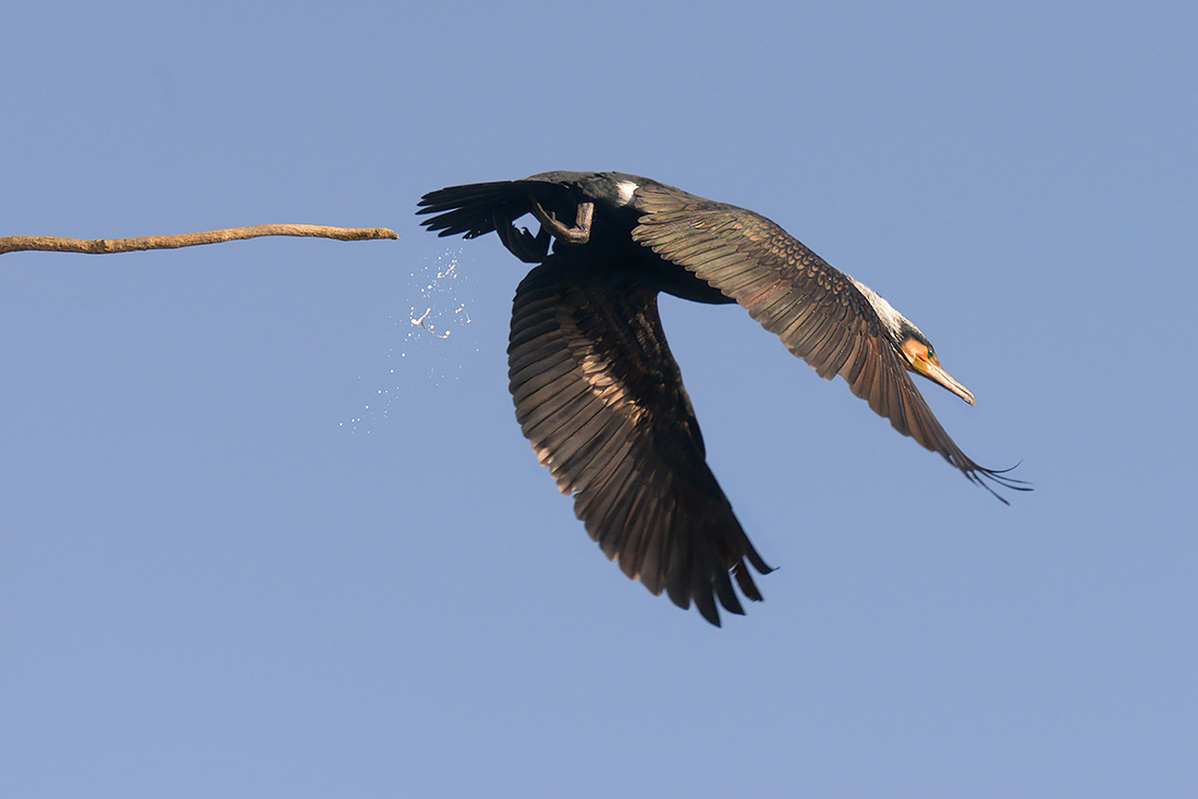 Aalscholver (Phalacrocorax carbo) 2-2017 5124