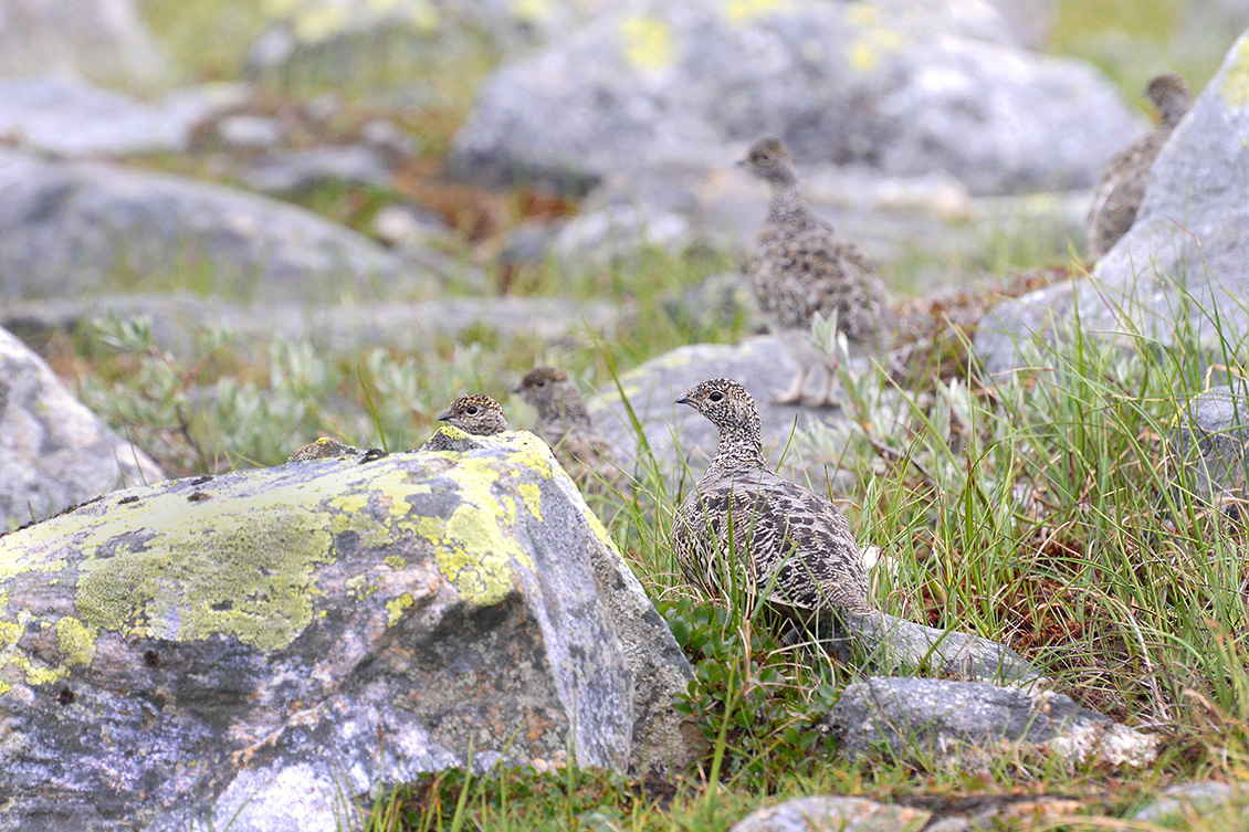 Alpensneeuwhoen (Lagopus muta) 7-2018 6194