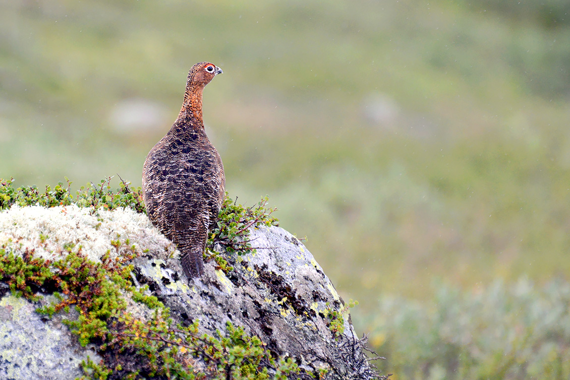 Alpensneeuwhoen (Lagopus muta) 7-2018 6599