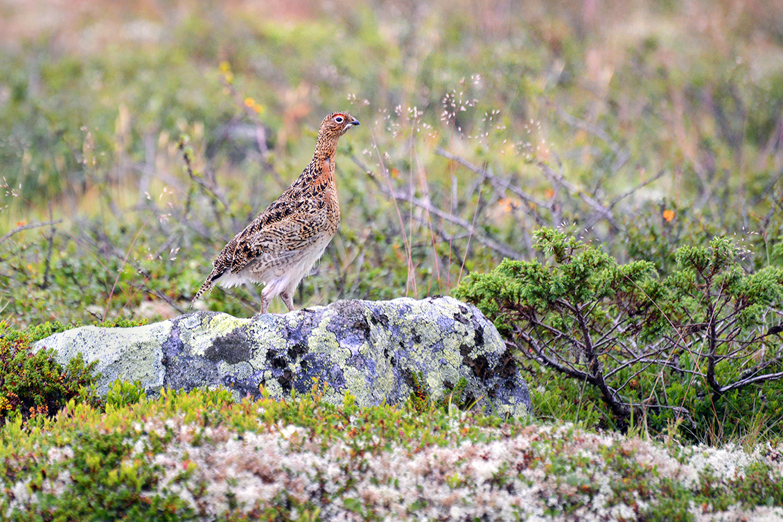 Alpensneeuwhoen (Lagopus muta) 7-2018 6674