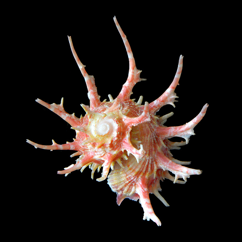 Angaria vicdani 5-2016 9398