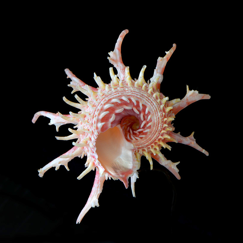 Angaria vicdani 5-2016 9419-