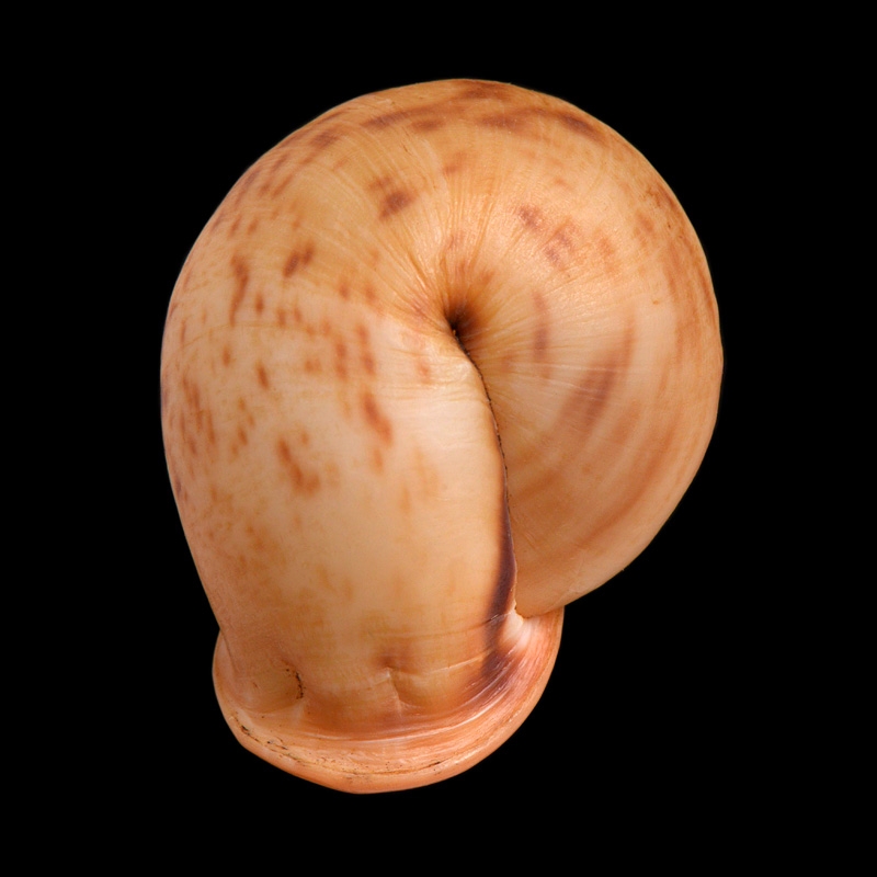 Anostoma depressum 5-2015 2406