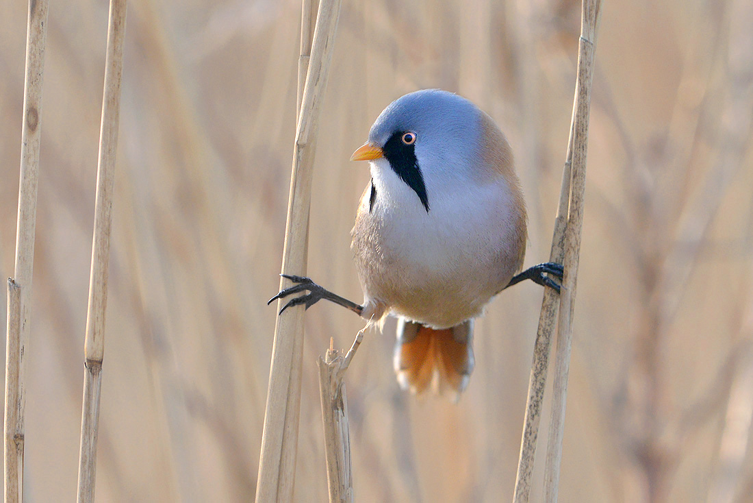Baardmannetje (Panurus biarmicus) 3-2017 6185